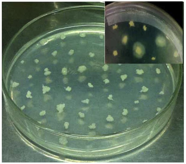 Screening of Pleurotus eryngii transformants.