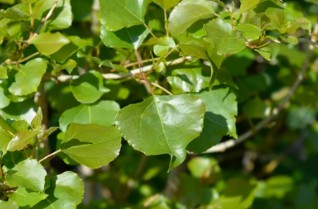 Populus L. Breeding