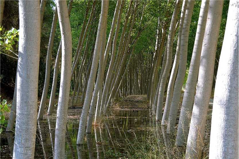 Populus tomentosa