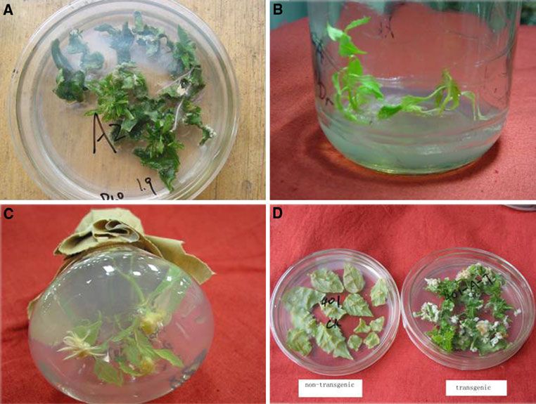 Wounded leaf explants transformation