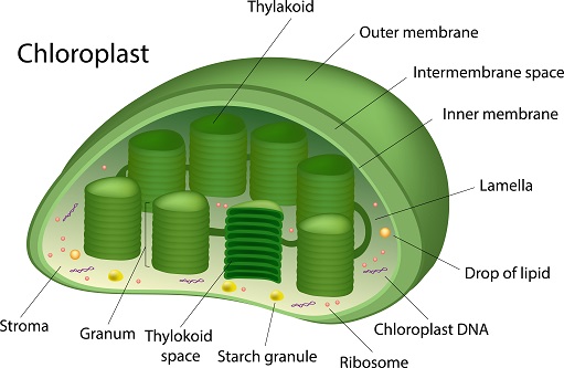 Prediction of the Localization of Subschloroplast