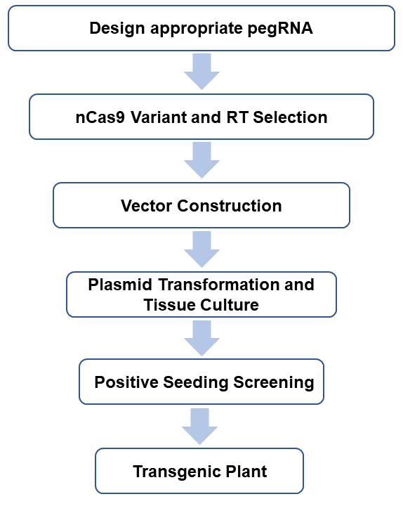 PE experiment procedure