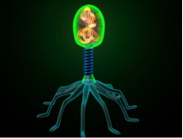 Protein Analysis of Agricultural Phages