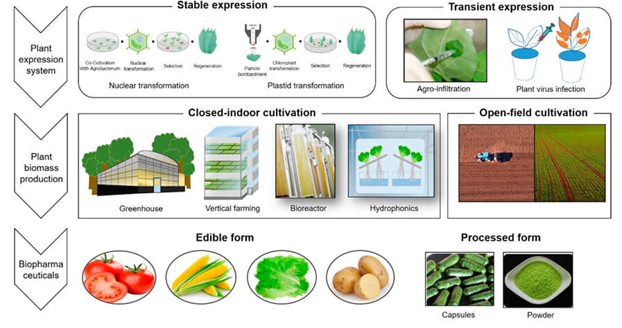 Figure 1.  Overview of production system of plant-based biopharmaceuticals and plant biomass (Moon  et al., 2020)