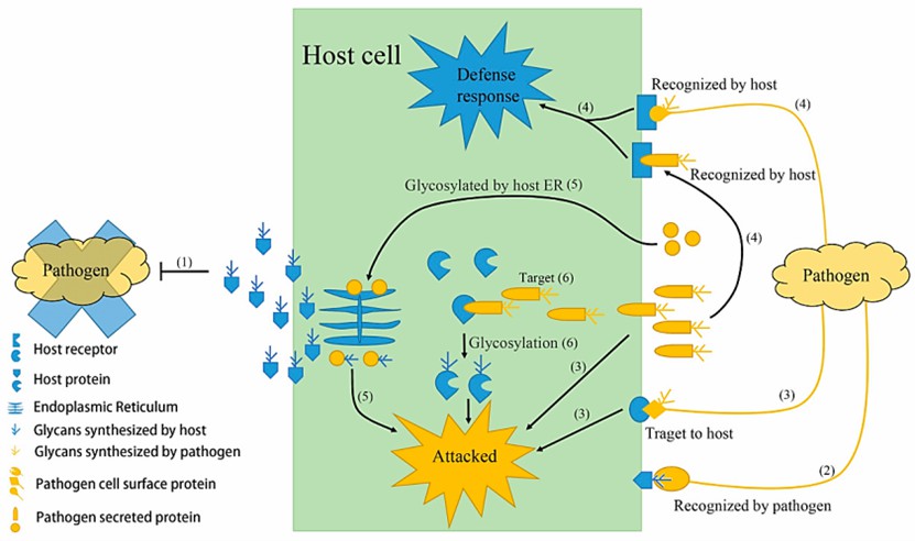 Fig. 1 Schematic depicting the multiple functions of glycoproteins in host-pathogen interaction (Lin et al., 2020).