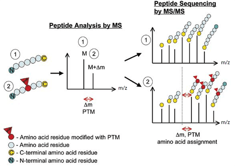 Protein-Post-Translational-Modification-Analysis-1.png