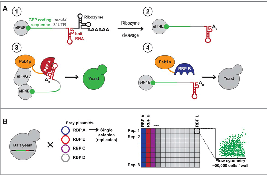 Protein-RNA-Interaction-Mapping-Assay.png