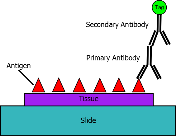 mage result for immunolabeling