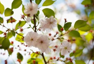 Prunus avium L. Breeding