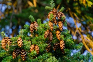 Pseudotsuga menziesii Breeding