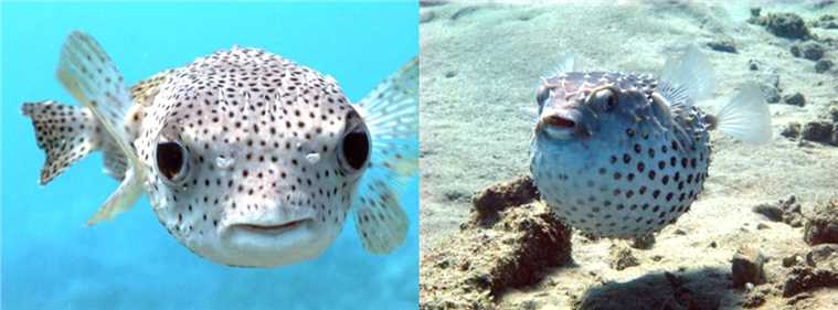 The usual pufferfish and the scared pufferfish.