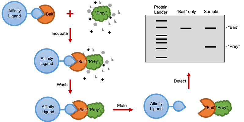 Gene Function Analysis