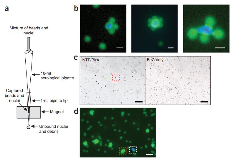 Figure 1. Purification of tagged nuclei with the INTACT system.