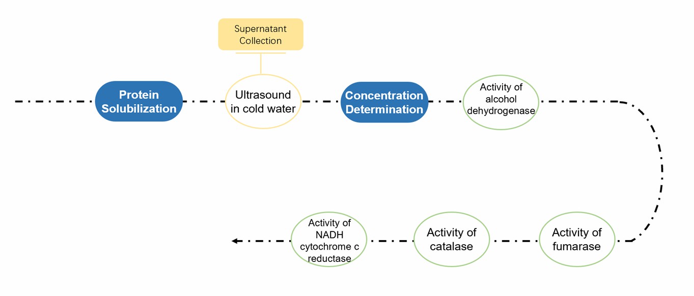 Enzymatic analysis for ER purity assessment.