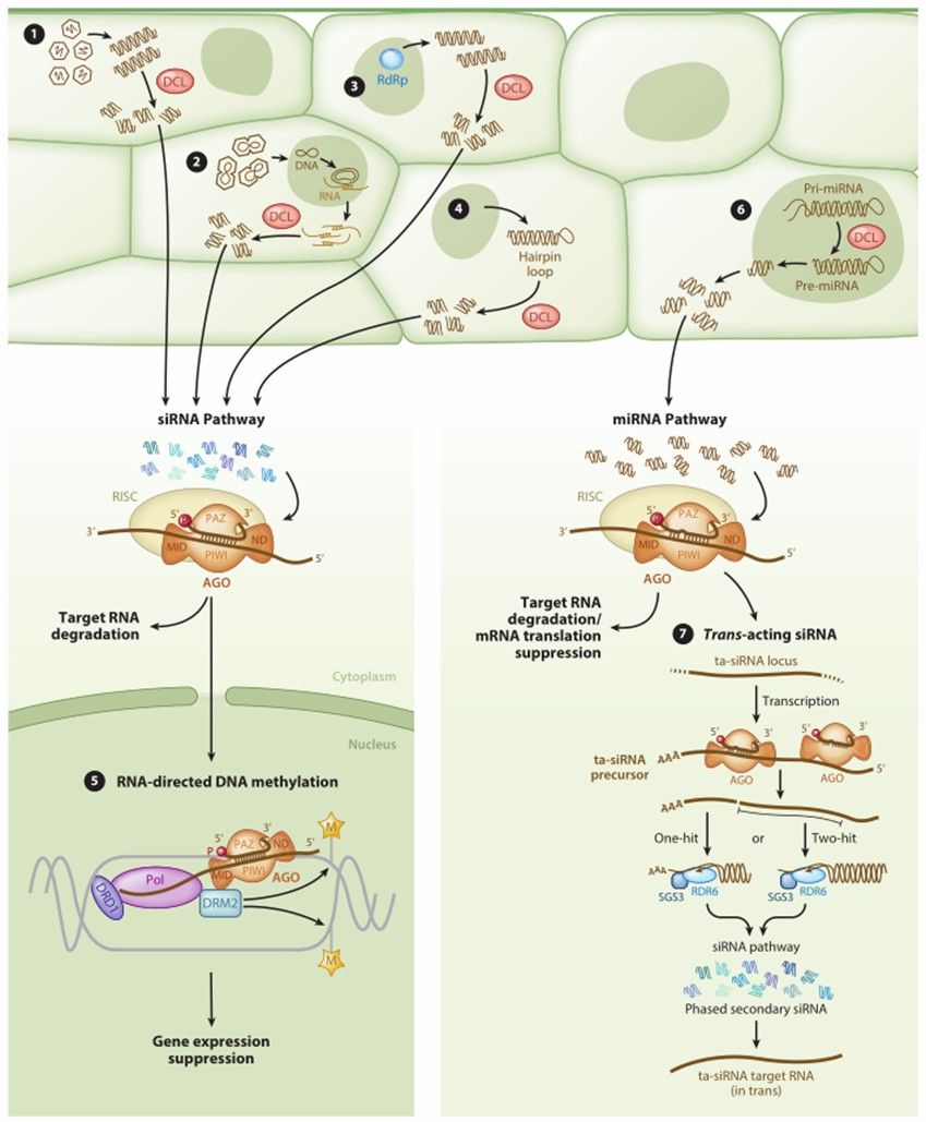 Fig. 1 RNA interference pathways in plants (Rosa et al., 2018). 