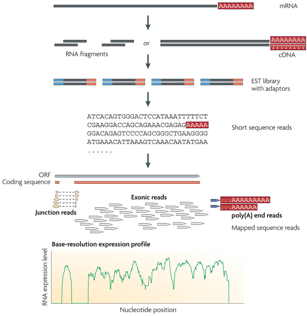RNA-Seq-pic1.jpg