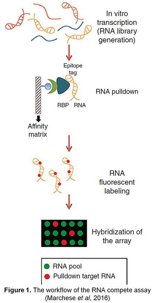 RNA-compete