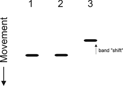 Gel_shift_assay.png