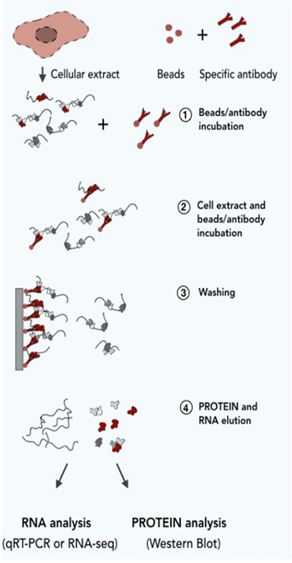 Figure 1. The workflow of a RIP assay (Cipriano and  Ballarino, 2018)