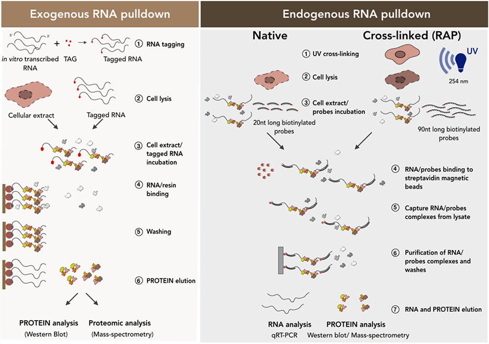 RNA-pull-down.png