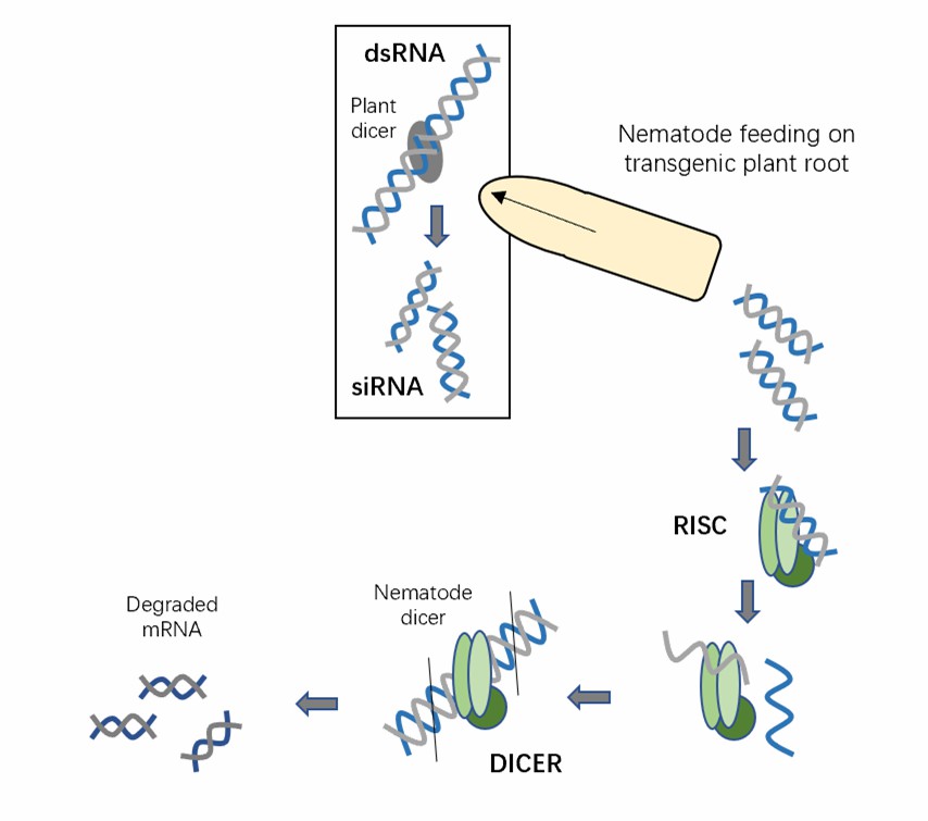 The schematic diagram of RNAi mechanism.