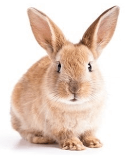 Rabbit Gene Editing