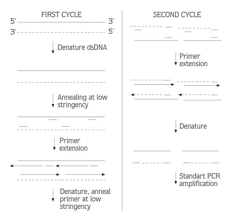 Random Amplification Of Polymorphic DNA Technology Service Lifeasible Random Amplification Of Polymorphic DNA Technology Service Lifeasible