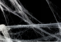 Recombinant Spider Silk Proteins Development