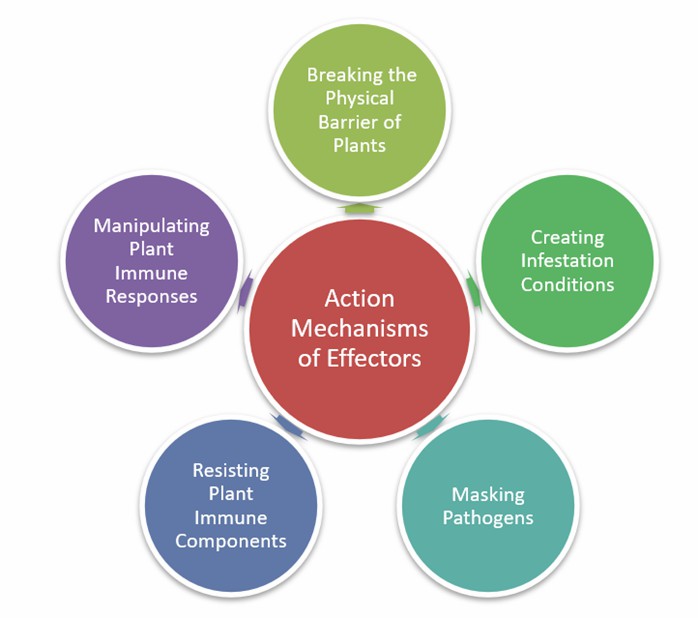 Fig. 1 Research on action mechanisms of effectors - Lifeasible.