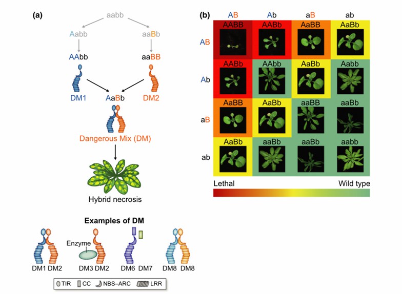 Fig. 1 Simple genetics of hybrid necrosis conforming to the Bateson–Dobzhansky–Muller (BDM) model (Wan et al., 2021).