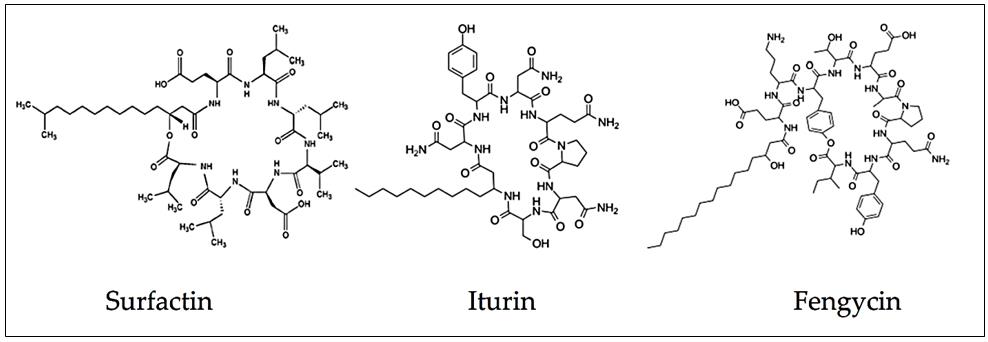 Fig. 1 Chemical structures of three important cyclic lipopeptides.