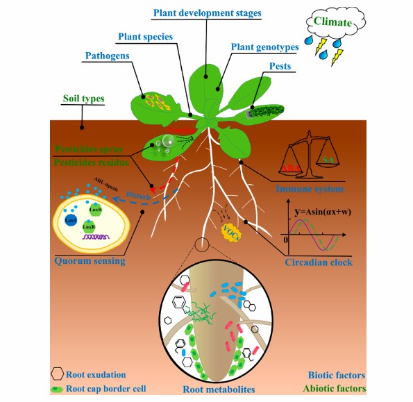 Fig. 1 Determinants of the microbial community assembly in the rhizosphere (Qu et al., 2020).