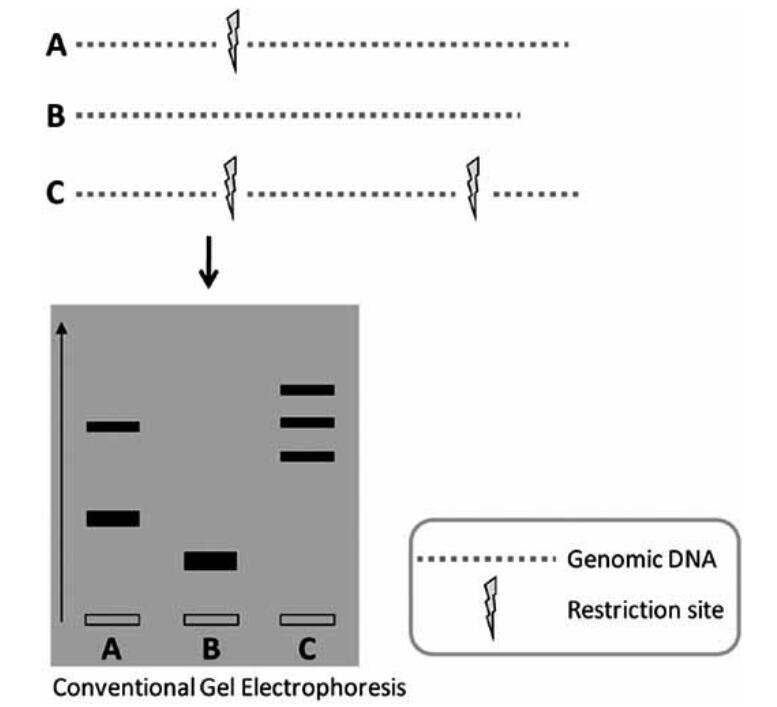 Schematic representation of the RFLP method.