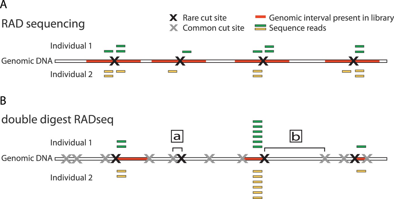 Comparison of RAD-seq and double digest RAD-seq.