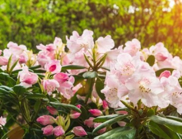 Rhododendron Simsii Transformation