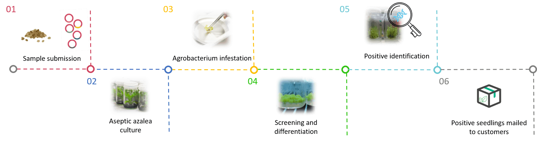 Schematic diagram of the standardized process of azalea genetic transformation. - Lifeasible