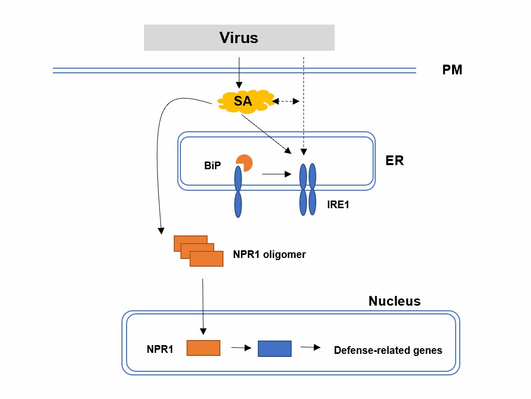 ER stress responses to RNA viruses in plants.