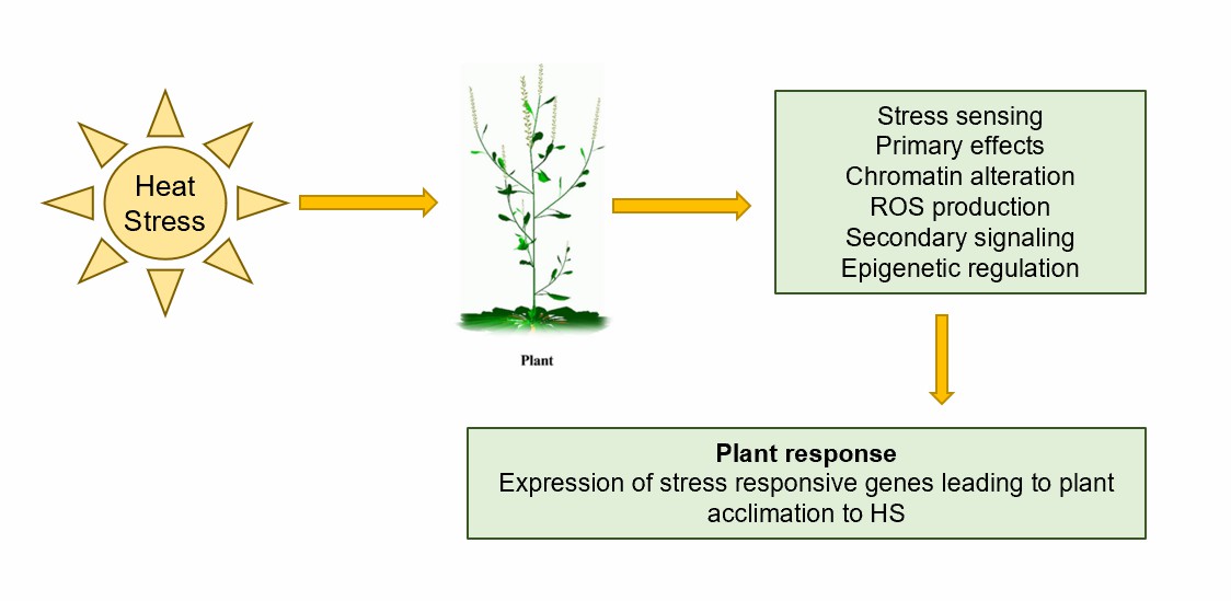 A generalized depiction of the temperature sensing mechanism in plants.