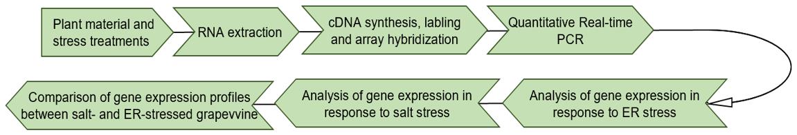 Processing for analysis of ER stress-responsive genes induced by salt stress.