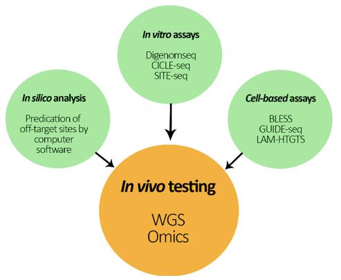 Fig. 1 Schematic representation of the different approaches to test for unintended changes in the genome of a gene-edited organism (Agapito-Tenfen et al., 2018).