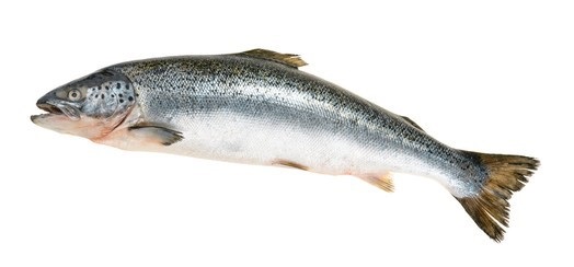 A whole fresh salmon.