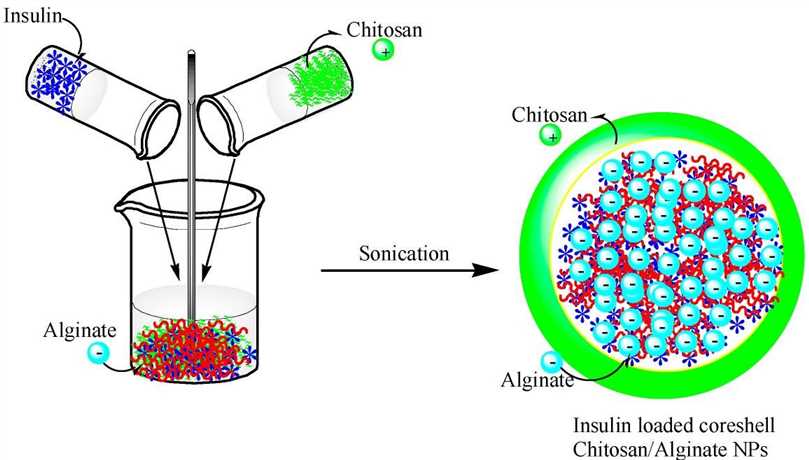 A schematic showing the preparation of chitosan-alginate NPs incorporating insulin.