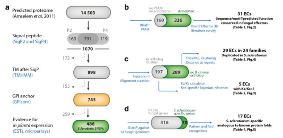 S . sclerotiorum secretome prediction and analysis pipeline.