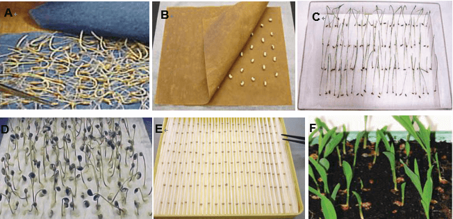 Figure 1. Different substratums for seed germination testing (Elias et al., 2012).