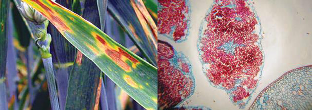 Figure  1. Infections of Ustilago nuda caused loose smut of barley  leaves (left); and a microscopic view of the embryo infection (right) (Elias et al., 2012).