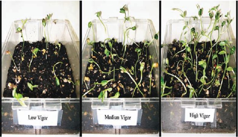Figure 2. An example of the cold test of low, medium, and high vigor seeds (Elias  et al., 2012).