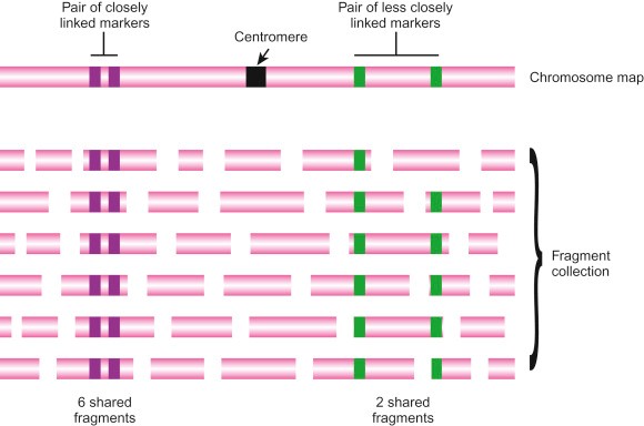 Mapping of Sequence Tagged Sites.