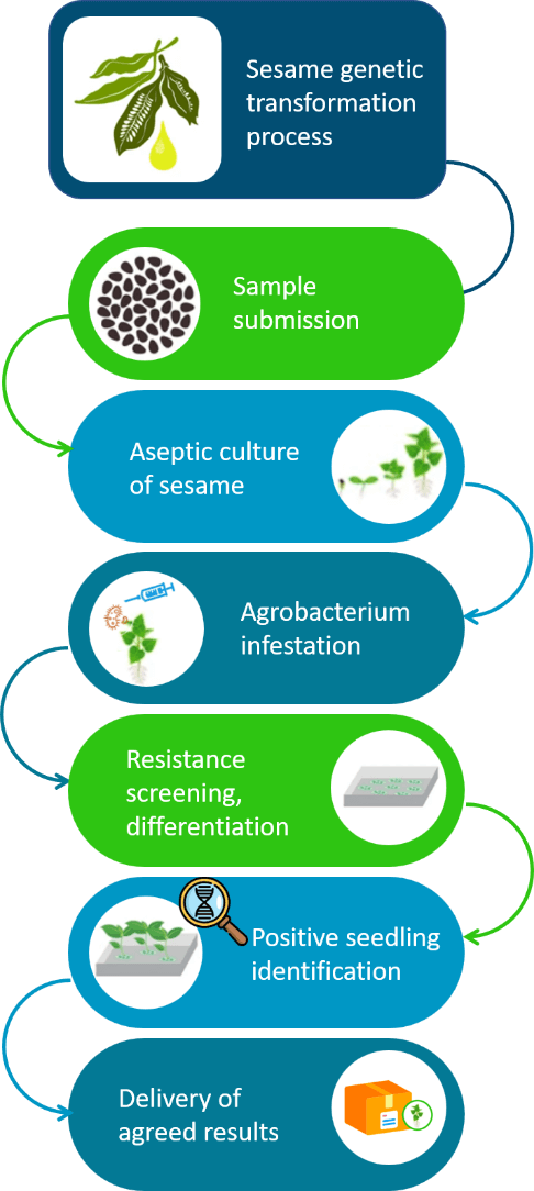 Schematic diagram of the standardized process of sesame genetic transformation. - Lifeasible