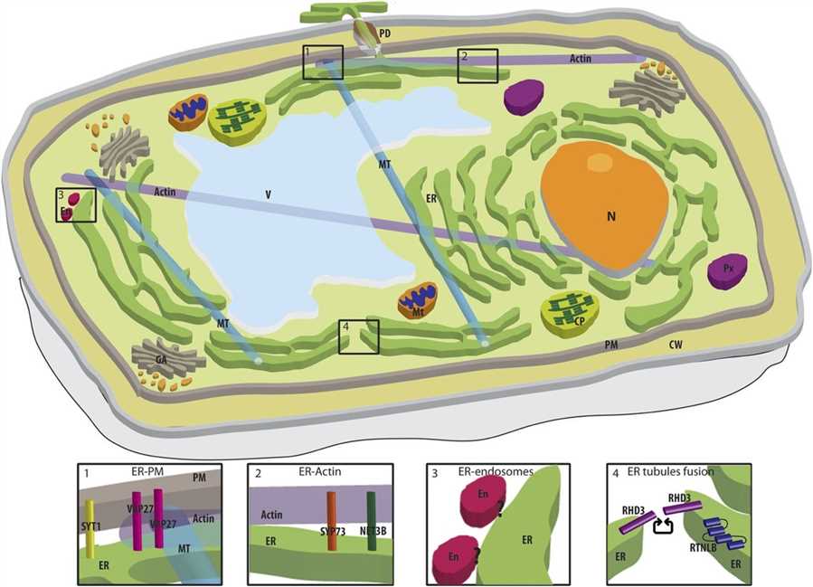 Association between the ER and other organelles in a plant cell.