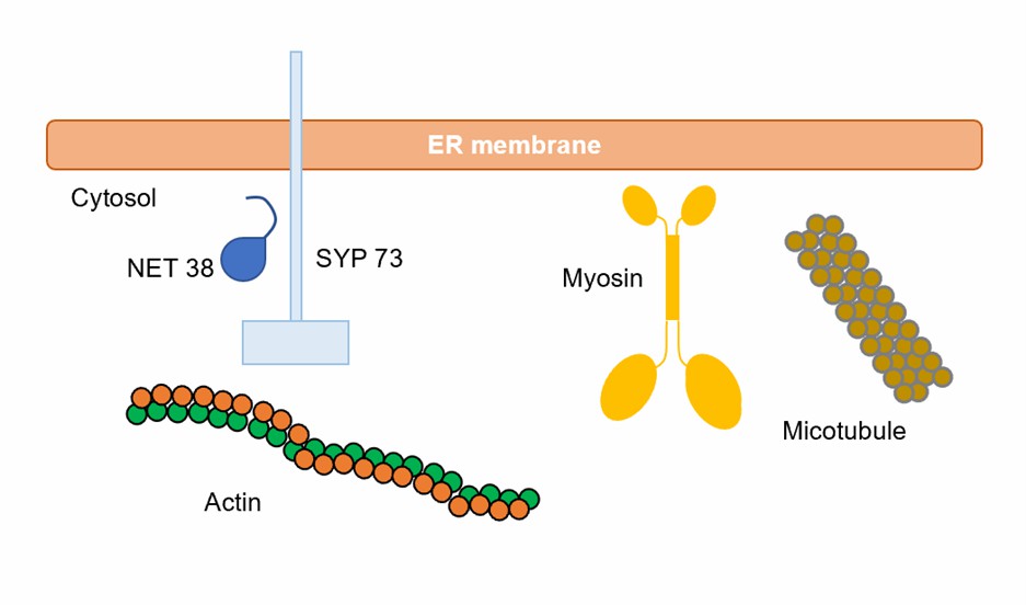 ER and cytoskeleton interactions.